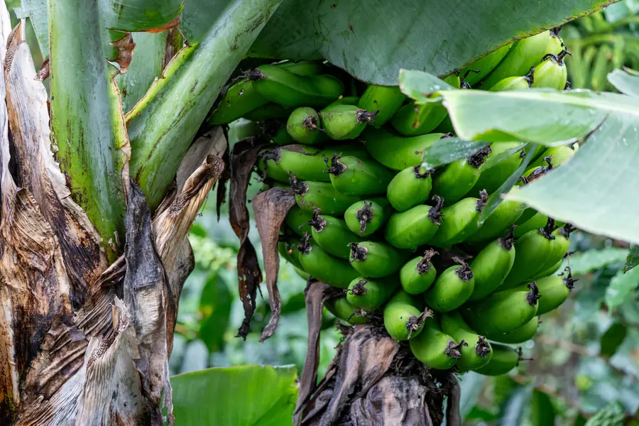 Bananen, noch grün am Stamm