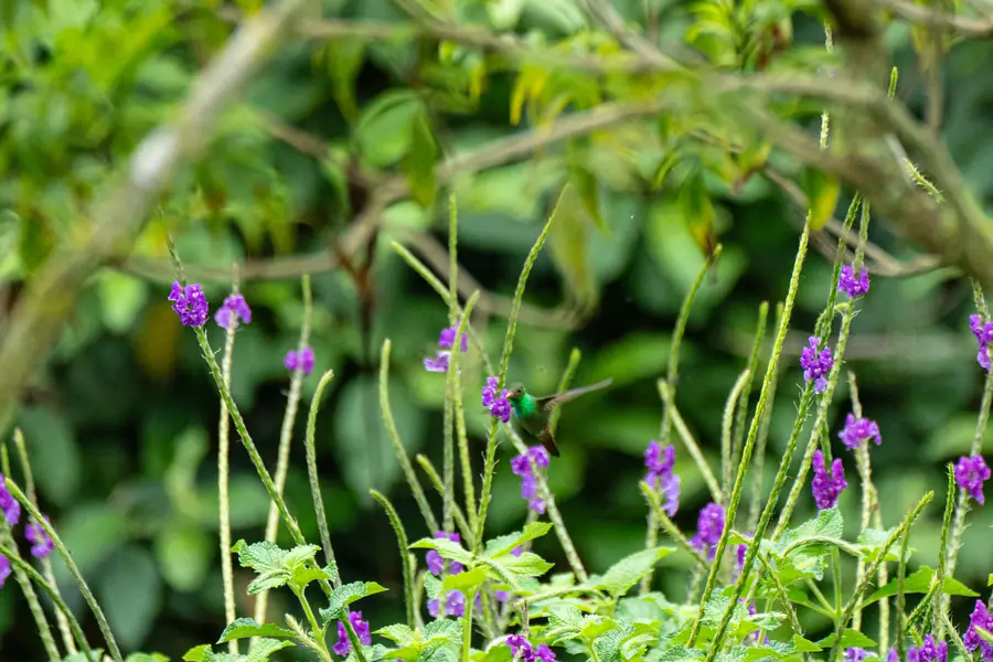 Violette Blütenähren im Gestrüpp