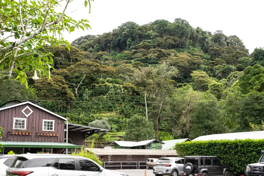 Rotes Holz, grünes Dach, mitten im Wald