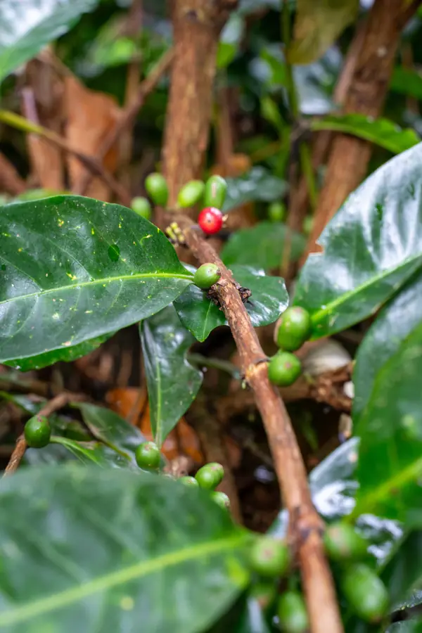Nach dem Regen: rot und grün nebeneinander
