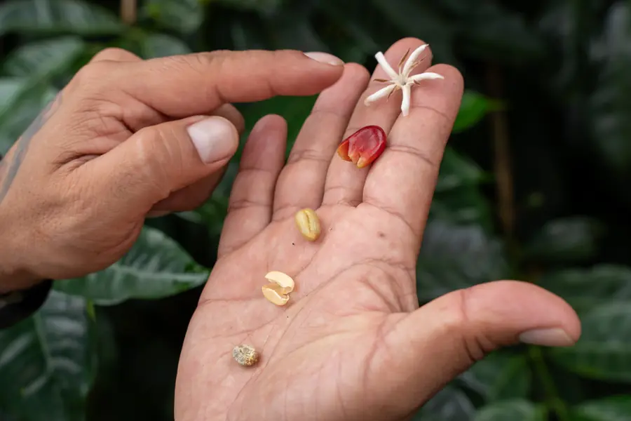 Aus jeder Blüte wird eine Kirsche, in jeder Kirsche stecken zwei Bohnen