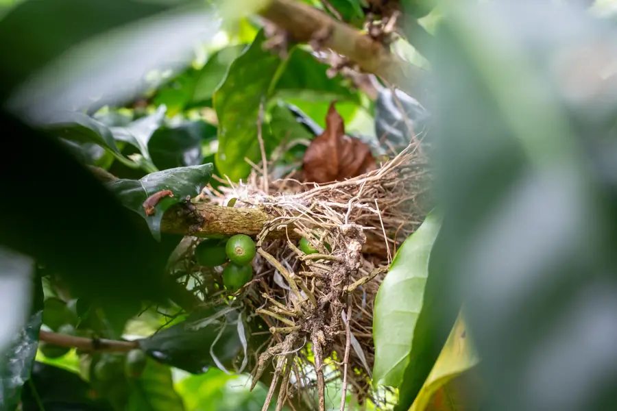 Ein Nest in der Astgabel, gut versteckt