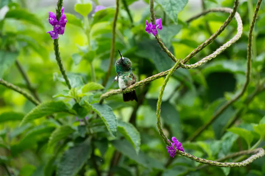 Ein Kolibri macht Pause auf einem Halm