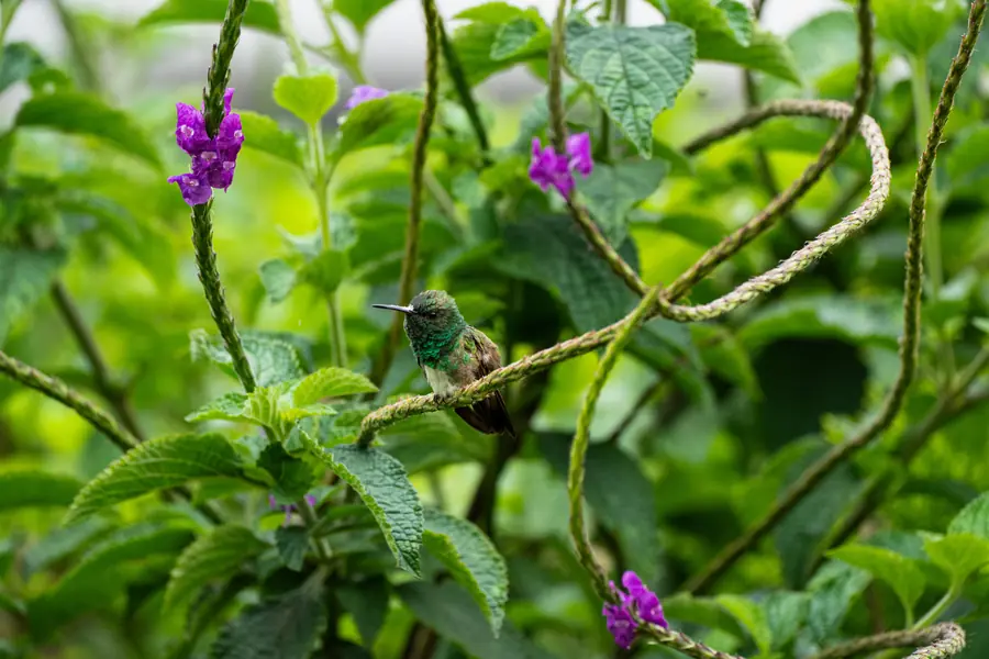 Zwischen den Blüten hindurch fotografiert