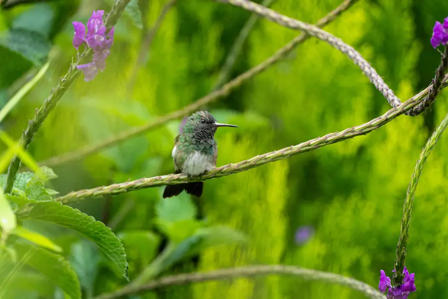 Helle Kehle, violette Blüten ringsum