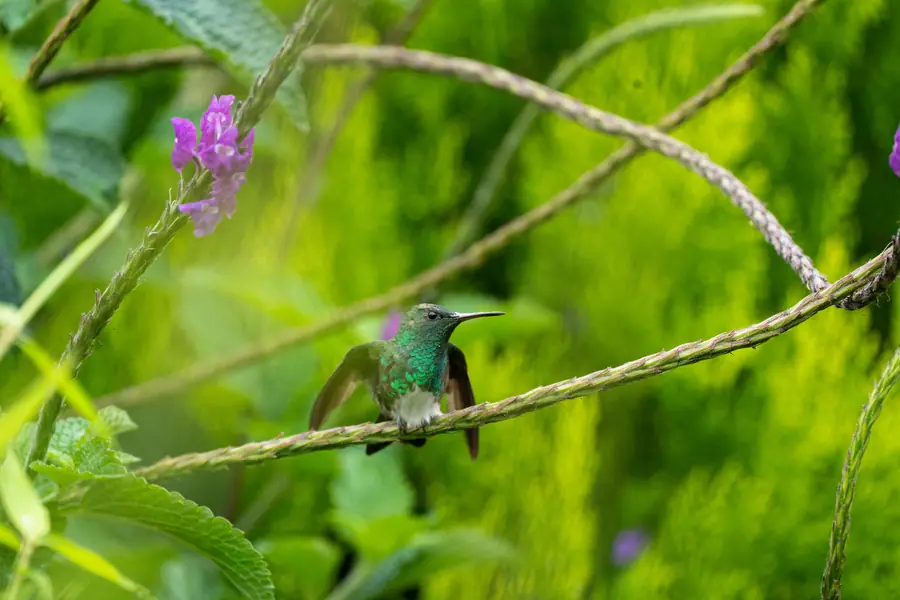 Kolibri auf einem Halm