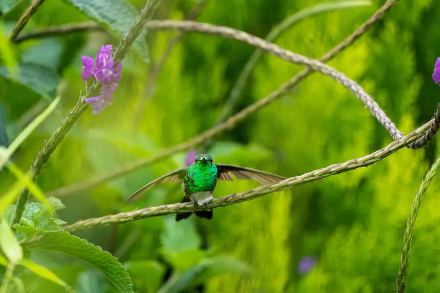 Ein Kolibri, frontal
