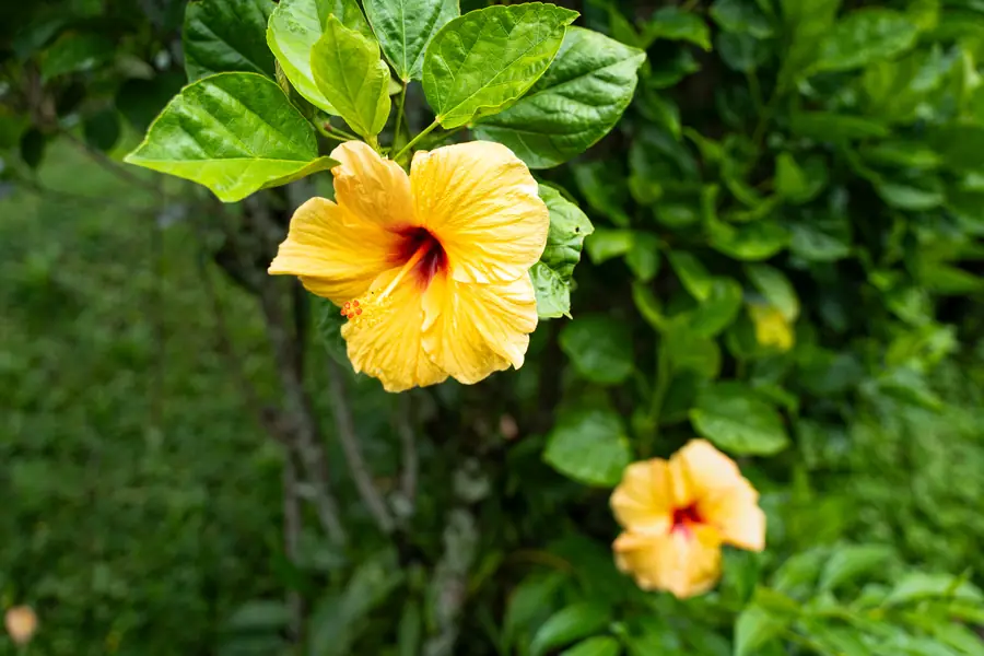 Zwei Hibiskusblüten in Apricot