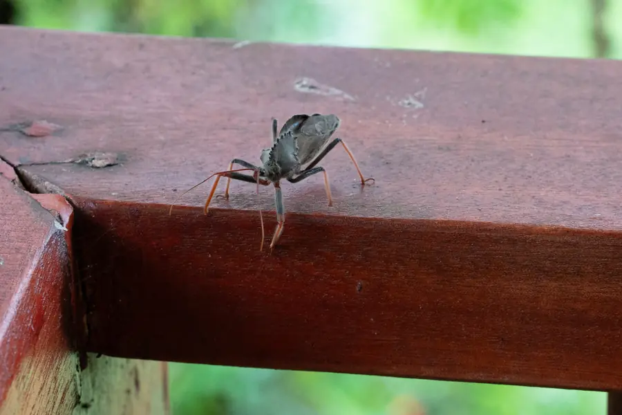 Eine Wanze nimmt das Geländer in Beschlag