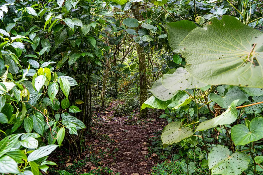 Pipeline Trail