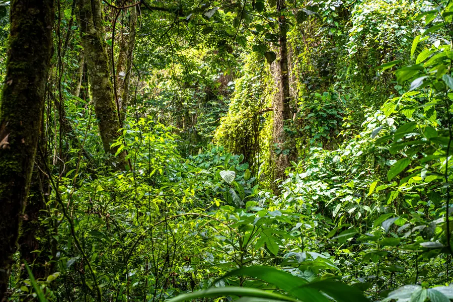 Pipeline Trail