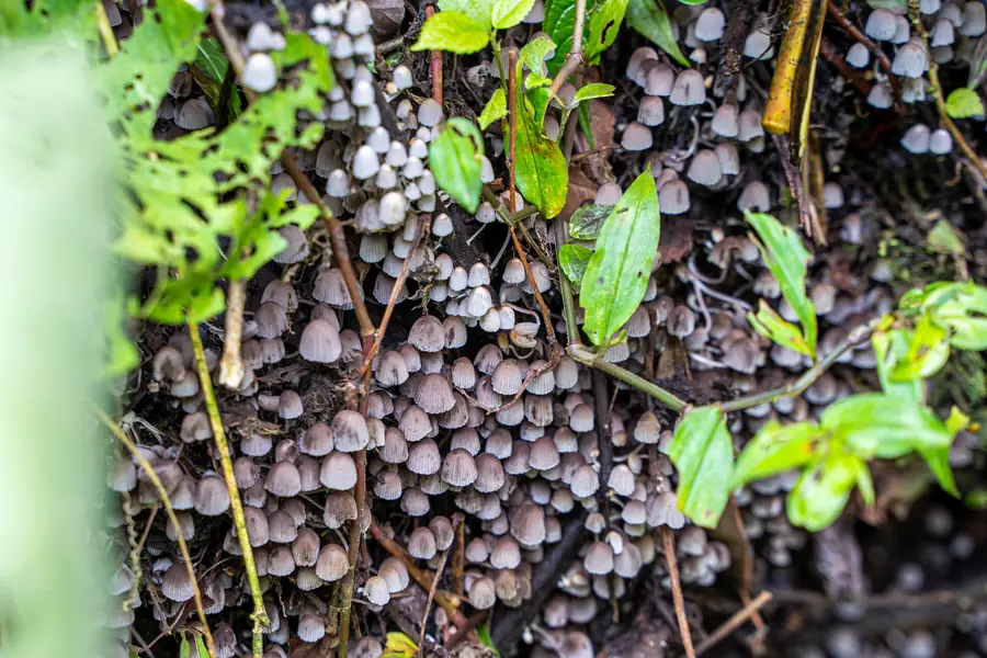 Teppich aus hunderten kleinen Pilzen am Waldboden