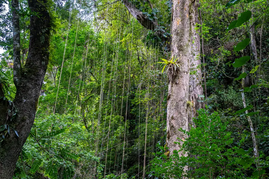 Bromelien und Lianen am Stamm