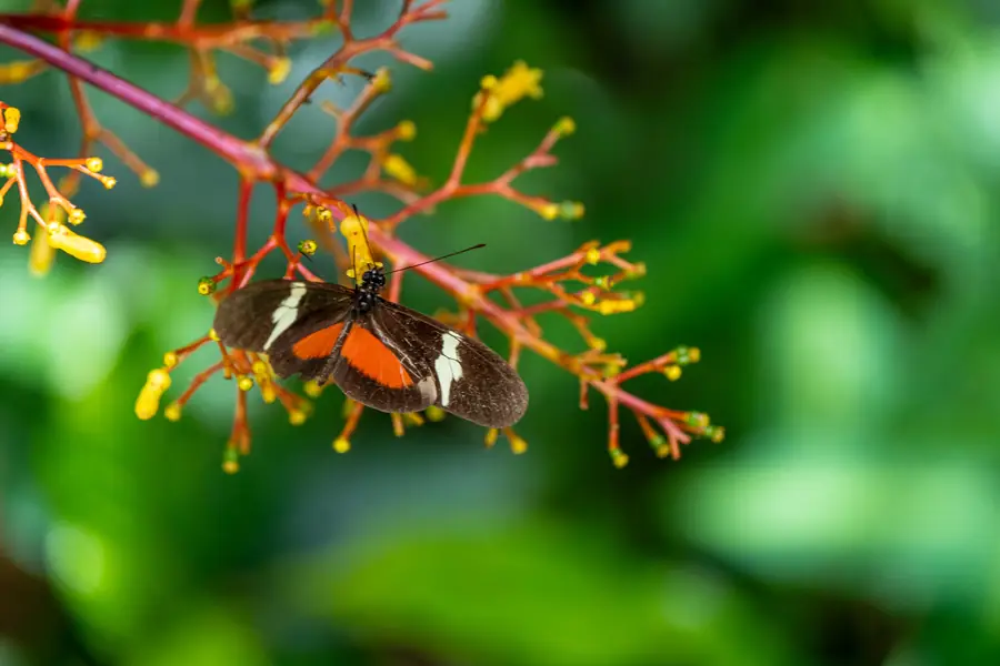 Schwarz-orangefarbener Schmetterling auf einem roten Blütenstand