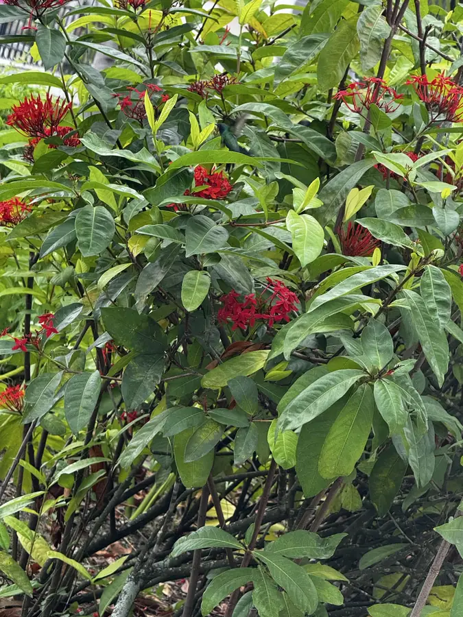 Rote Blüten, wohin man schaut