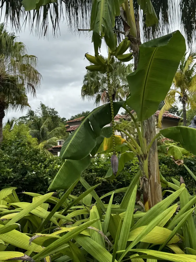 Bananenstauden gleich neben der Palme