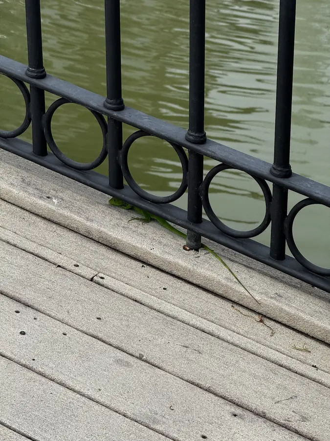 Ein kleiner Leguan am Rand des Wassers