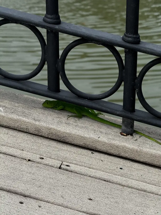 Junger Leguan auf einer Stufe