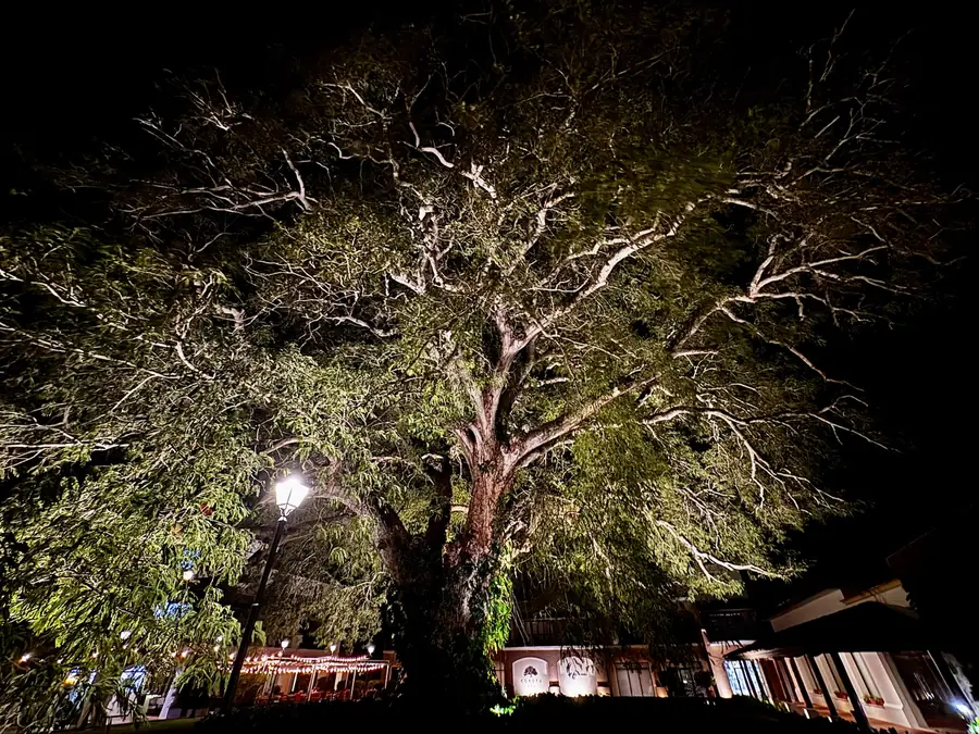 Der große Baum über der Terrasse