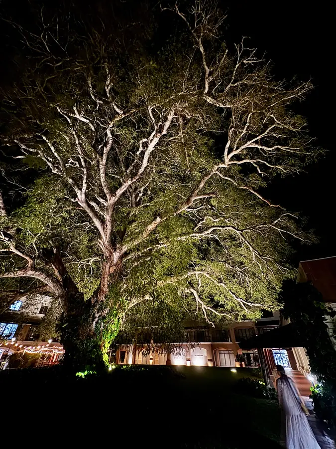 Der Baum im Scheinwerferlicht — und ganz klein jemand darunter