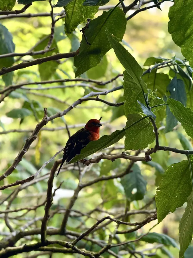 Ein Vogel mit leuchtend rotem Kopf