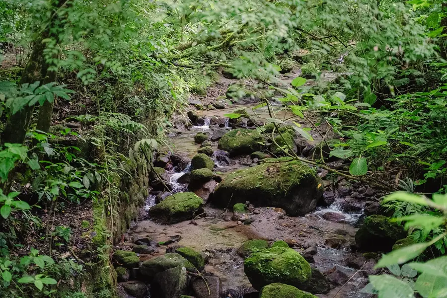Bachbett im Regenwald