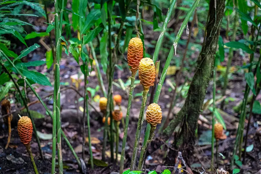 Ingwerblüten am Wegrand