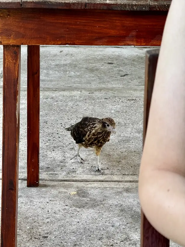 31. Juli · Panama-Stadt