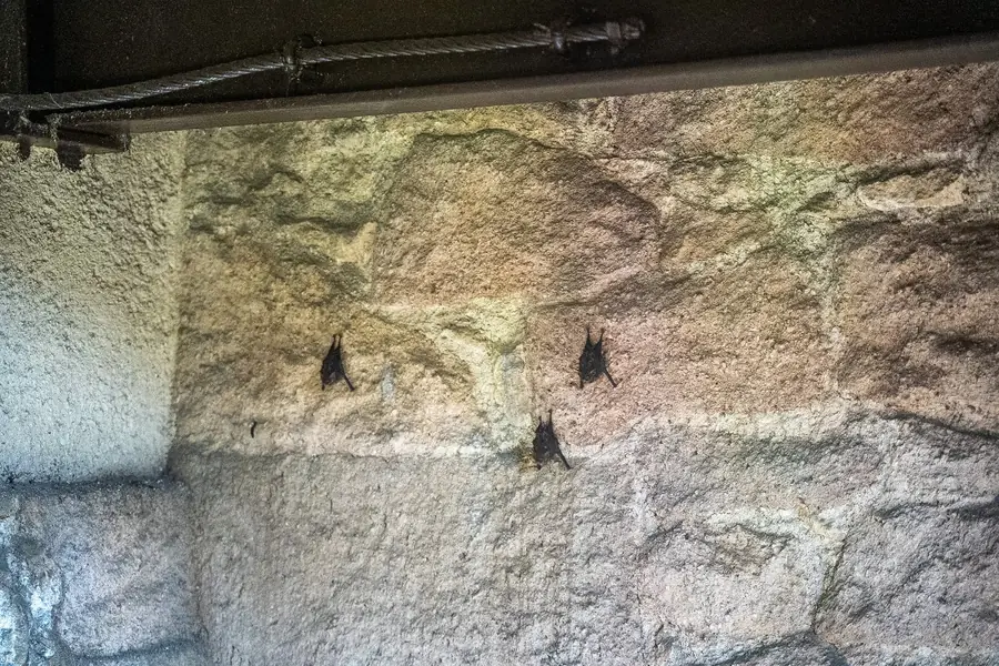 Zwei Fledermäuse an der Wand