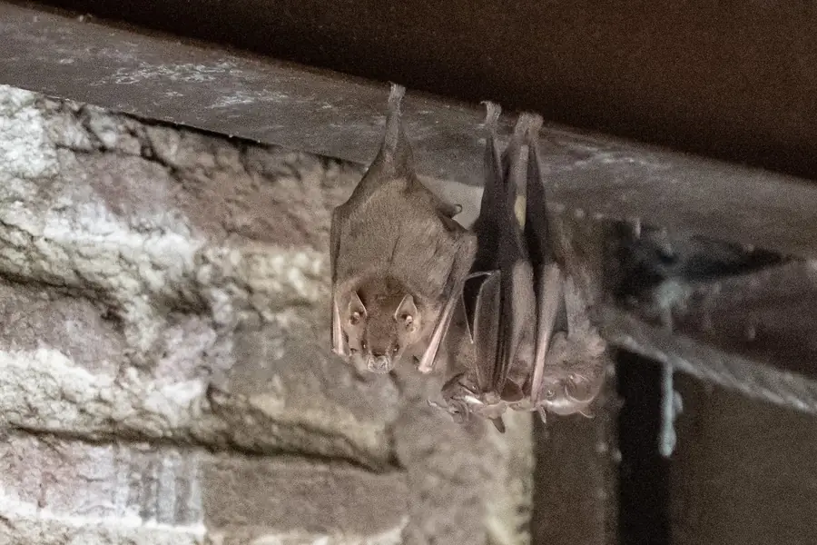 Fledermaus im Turmgemäuer