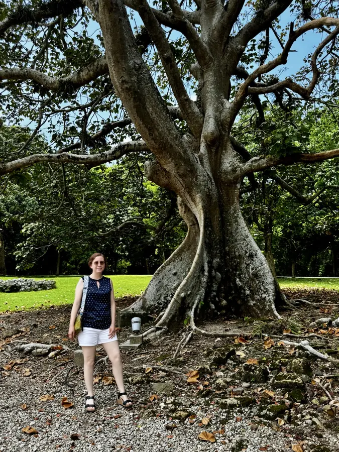 Der Würgefeigenbaum von Panamá Viejo — der Maßstab steht daneben