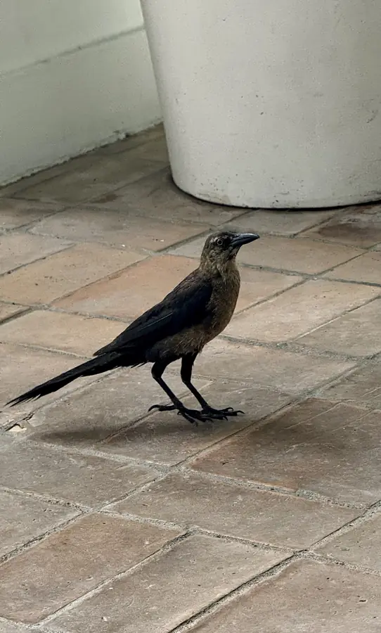 Ein Grackle spaziert über die Fliesen — Panamas häufigster Mitbewohner