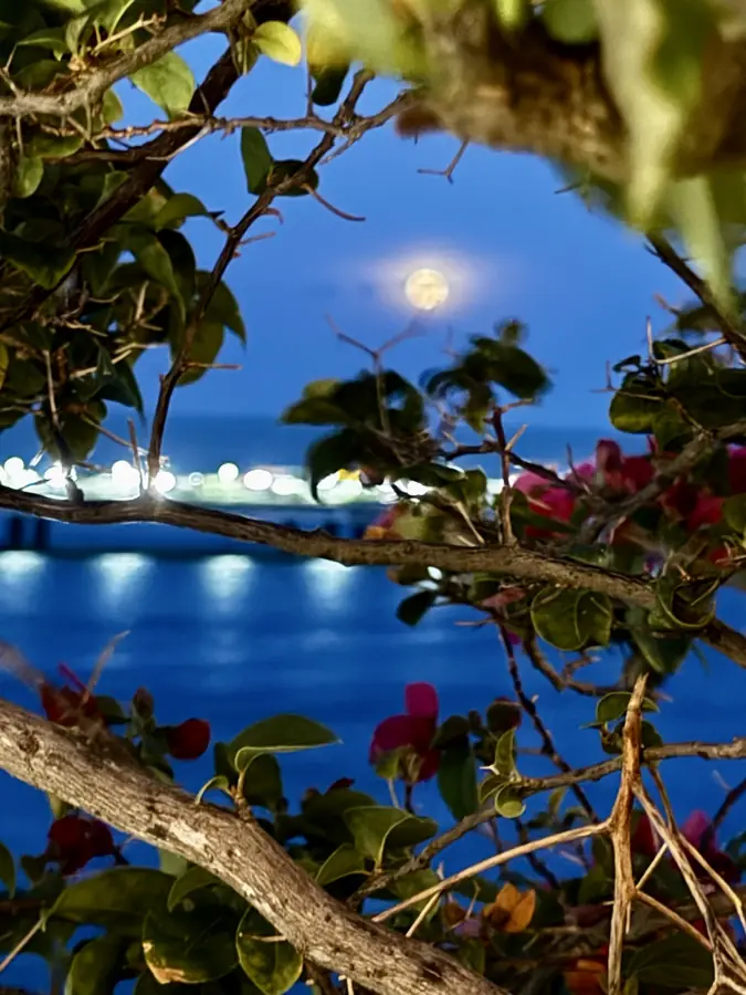 Vollmond über der Bucht, durch die Blüten am Balkon