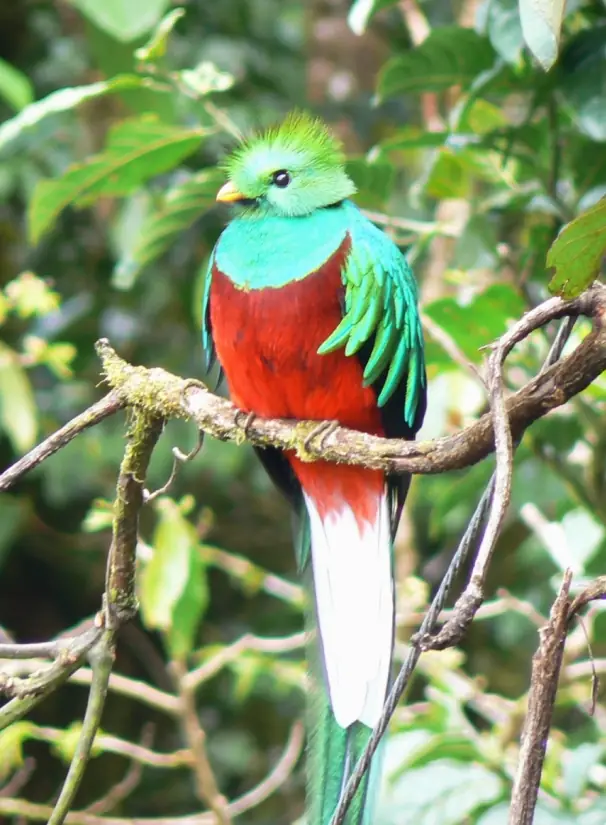 Ein Quetzal-Männchen mit langen Schwanzfedern